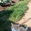 ����� �� ������� ��� �������