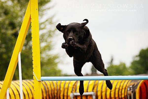  (. agility  , , )       , ... - 3