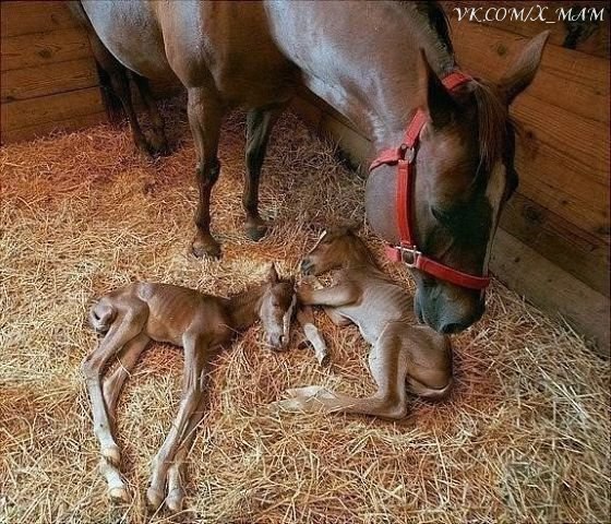 Новорожденные близнецы! Очень редкий случай у лошадей