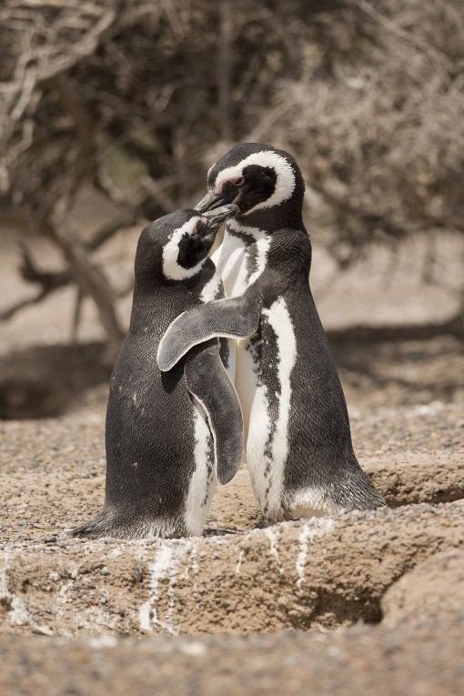 .#animal@travel.blog - 6