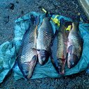 ���� ��������, ���, 51 ��� - ��������� 11 ������� 2014 � ������ ������ ������