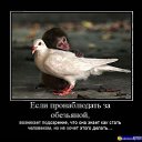 ���� �������, �����������, 61 ��� - ��������� 17 ������� 2014 � ������ ������ ��������