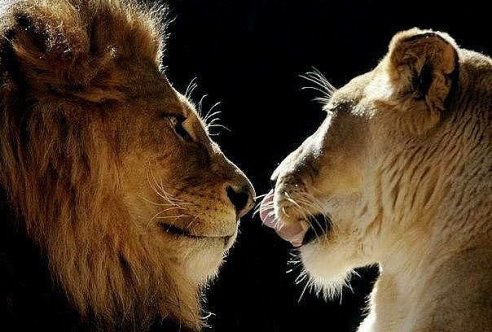 Мужчины, никогда не сражайтесь с женщинами. И победа, и поражение будут для вас позором.