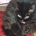 **-  14 !(  ,31.12.2013..).    .