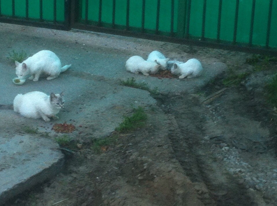 Рубрика #котизм_доброта.Москва, Московская областьДве взрослых кошки (обе белые: одна с серым на ...