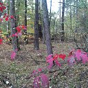  Skoj,  -  16  2014   - 