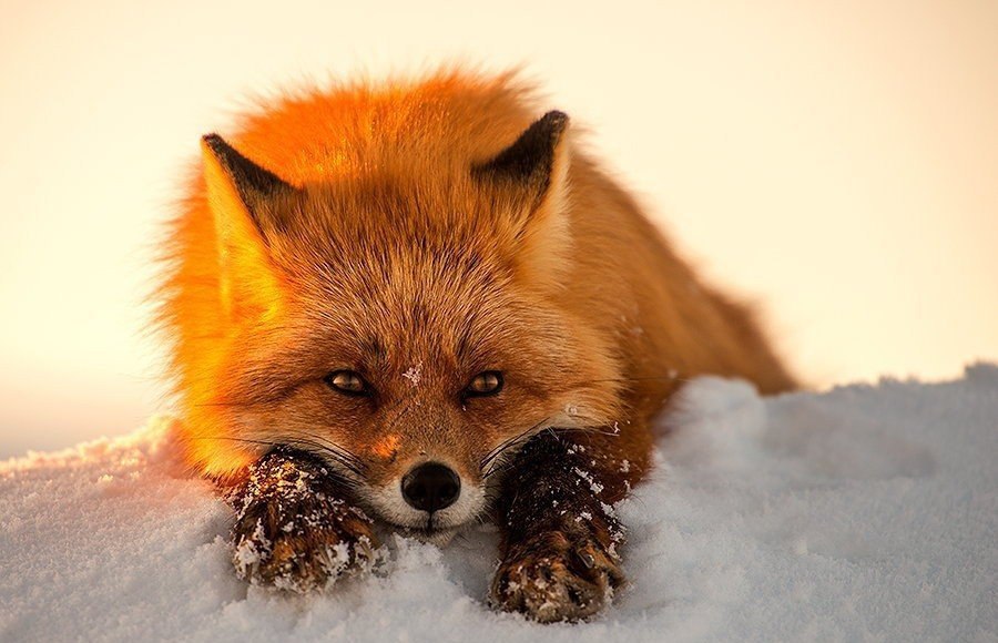 Fox-.#animal@travel.blog