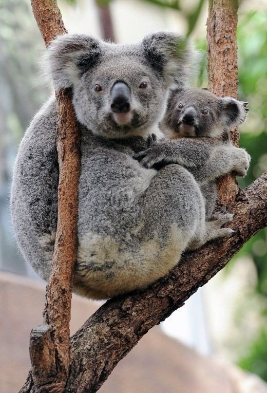 .#animal@travel.blog - 4
