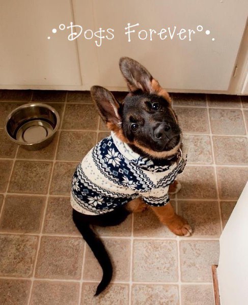 Вступай в самый лучший паблик про собак .•°Dogs Forever°•.! Только тут ты найдешь море позитива, ...