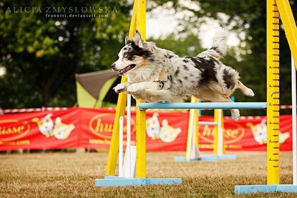  (. agility  , , )       , ... - 4