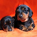 ���� �����, ������ - ��������� 17 ������� 2014 � ������ �animals�
