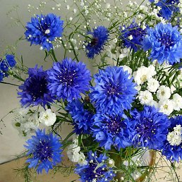 �����, ������, 51 ���