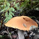  Skoj,  -  9  2014   - 