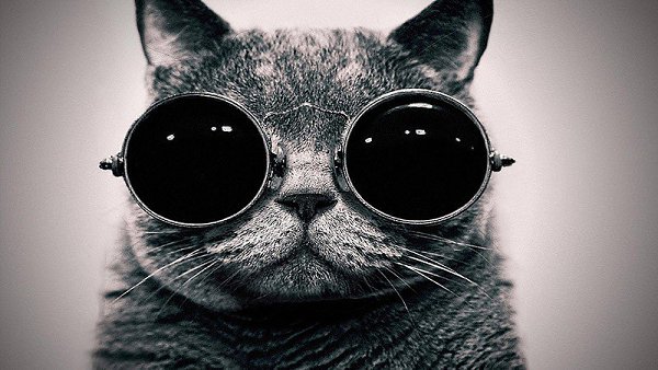 Животные, которые не сомневаются в своей крутости.Животные могут быть не только милыми и ... - 7