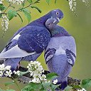  Larissa,  -  17  2014    