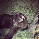 MAX   Cats