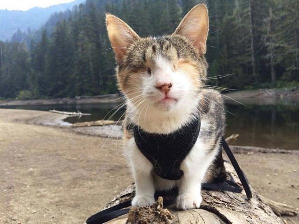 Слепая кошка, которая любит походы.Семья из Сиэтла забрала слепую кошку по кличке Хани Би из приюта ...