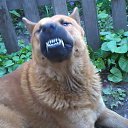 moi dog �� ������� ������ ��������