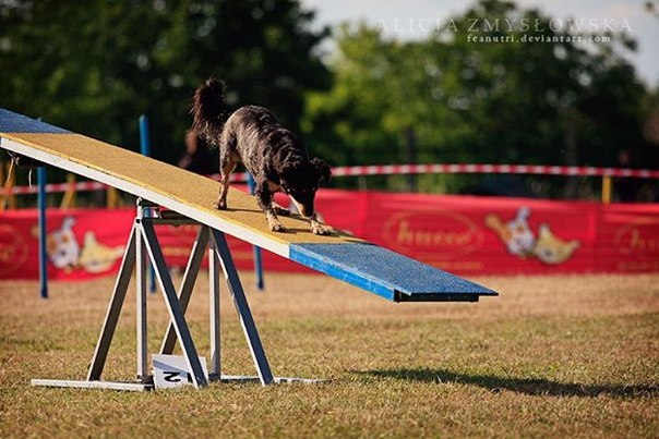  (. agility  , , )       , ... - 9