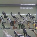 ���� Maisa, �����, 62 ���� - ��������� 8 ������� 2014 � ������ ������ ��������