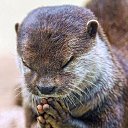 ���� Arm, ������, 49 ��� - ��������� 16 �������� 2014 � ������ ���� ����������