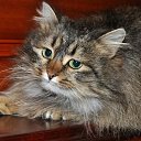 ���� ������, ���������, 66 ��� - ��������� 10 �������� 2014