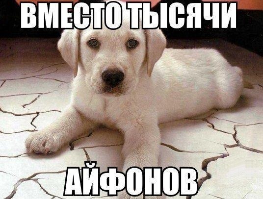 Наши любимцы :3 - 17 сентября 2014 в 19:32