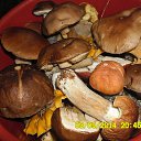 ���� �����, �����-���������, 52 ���� - ��������� 4 �������� 2014 � ������ ���� ����������