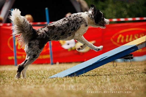  (. agility  , , )       , ... - 6