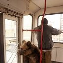 ���� �������, ������, 66 ��� - ��������� 11 ������� 2014 � ������ ������ ��������