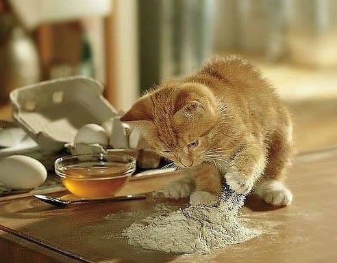 — Пойди посмотри, чем там кошка на кухне гремит!!! — А ты её кормила ? … —НЕТ… —Значит готовит ...