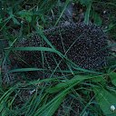 ���� Zilvinas, ������, 51 ��� - ��������� 25 �������� 2014