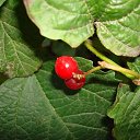  Stas, , 65  -  1  2014    