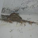     Tropikania