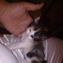 ���� Cetin, ������, 44 ���� - ��������� 5 �������� 2014 � ������ ���� ����������