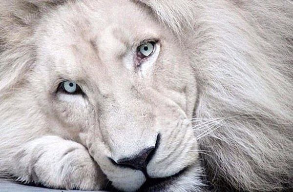 ����� ���