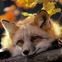 ���� ���� �������, ������, 70 ��� - ��������� 29 ������� 2014 � ������ ���� ����������