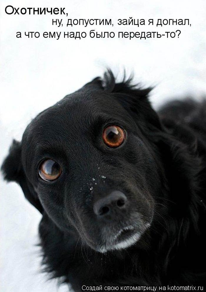 .•°Dogs Forever°•. - 16 октября 2014 в 14:42