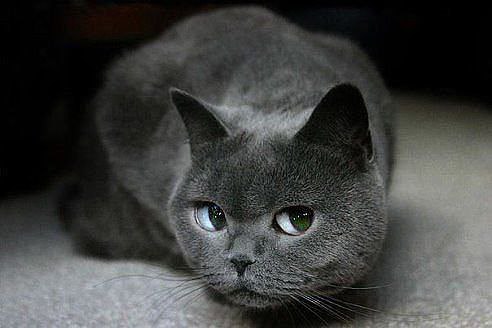 ? !    ! ))