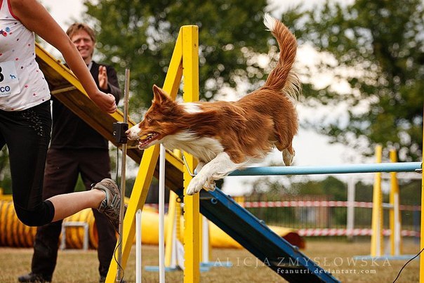  (. agility  , , )       , ... - 7