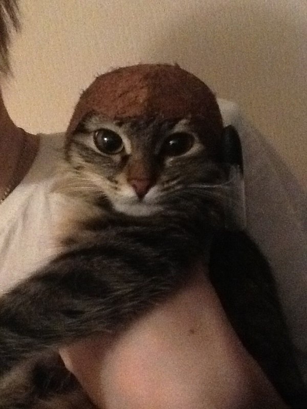 Кот кокос