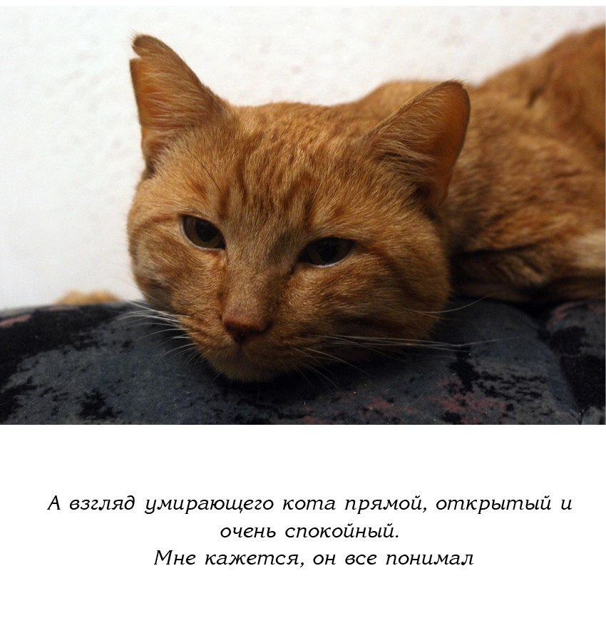 Кошка перед смертью. Памяти кота. Смерть любимого кота.