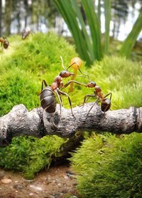 Упорство - это талисман жизни. © Французская пословица - 4