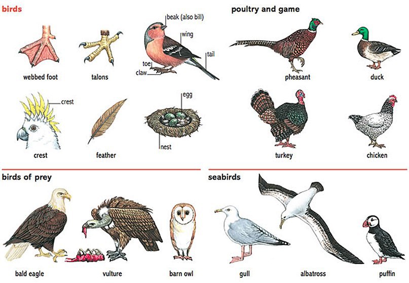 Птица по английскому. Птицы по английскому языку. Названия птиц на англ. Названия птиц на англи.