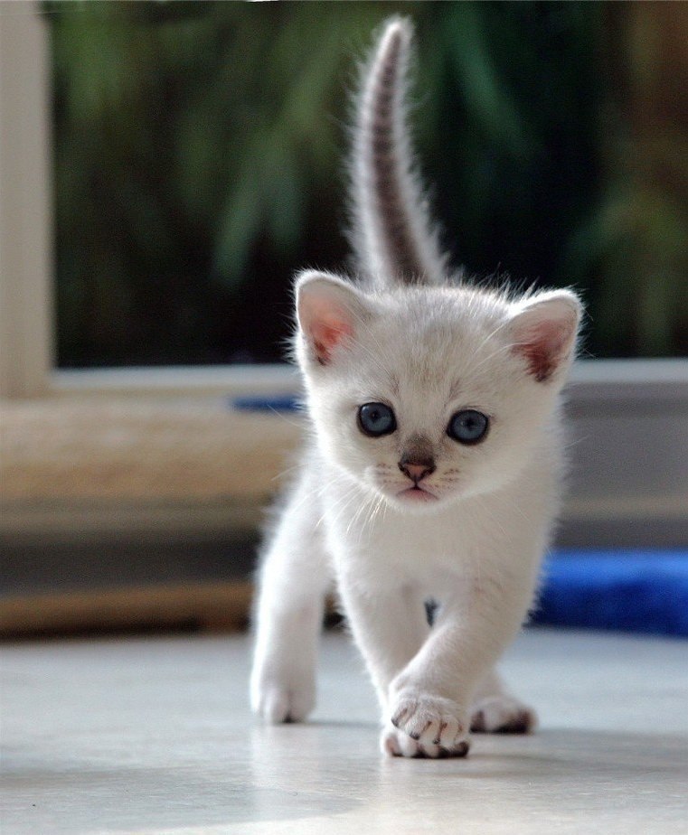     .#animal@travel.blog