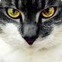 ���� A�����, ������, 62 ���� - ��������� 11 ������ 2014 � ������ ���� ����������