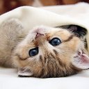 ���� ������, ������, 21 ��� - ��������� 4 ������� 2014 � ������ ���� ����������