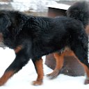 Tibetan Mastiff Don Miguel de Orna 11 months. 
father: Tan-ke 
mother: Nasledie Tibeta Geya-Lee �� ������� ���� ����������