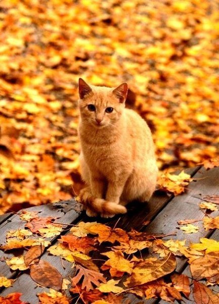 Постучал октябрь в окошко… На душе скребутся кошки.Тихо плачут небеса… По щеке бежит слеза Ветер ... - 3