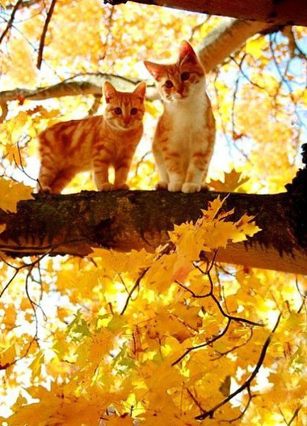 Постучал октябрь в окошко… На душе скребутся кошки.Тихо плачут небеса… По щеке бежит слеза Ветер ... - 5